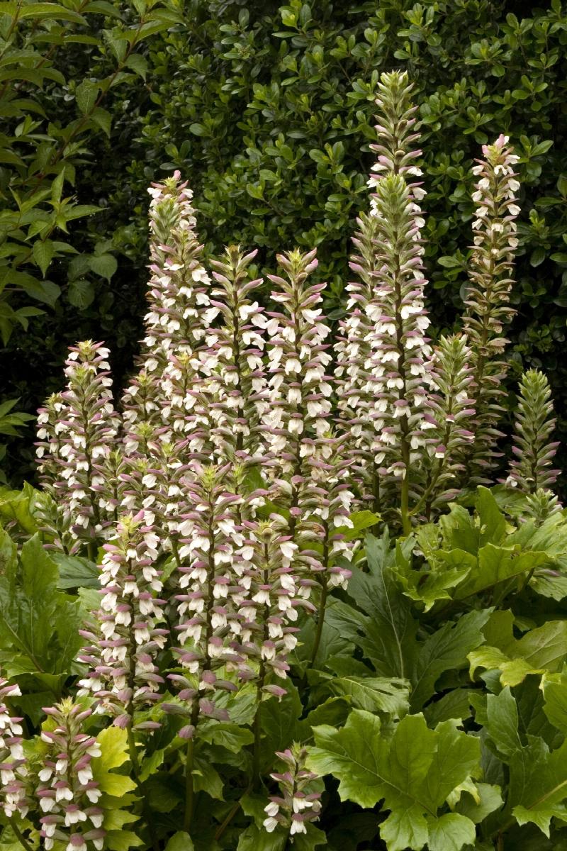 Oak Leaf Acanthus