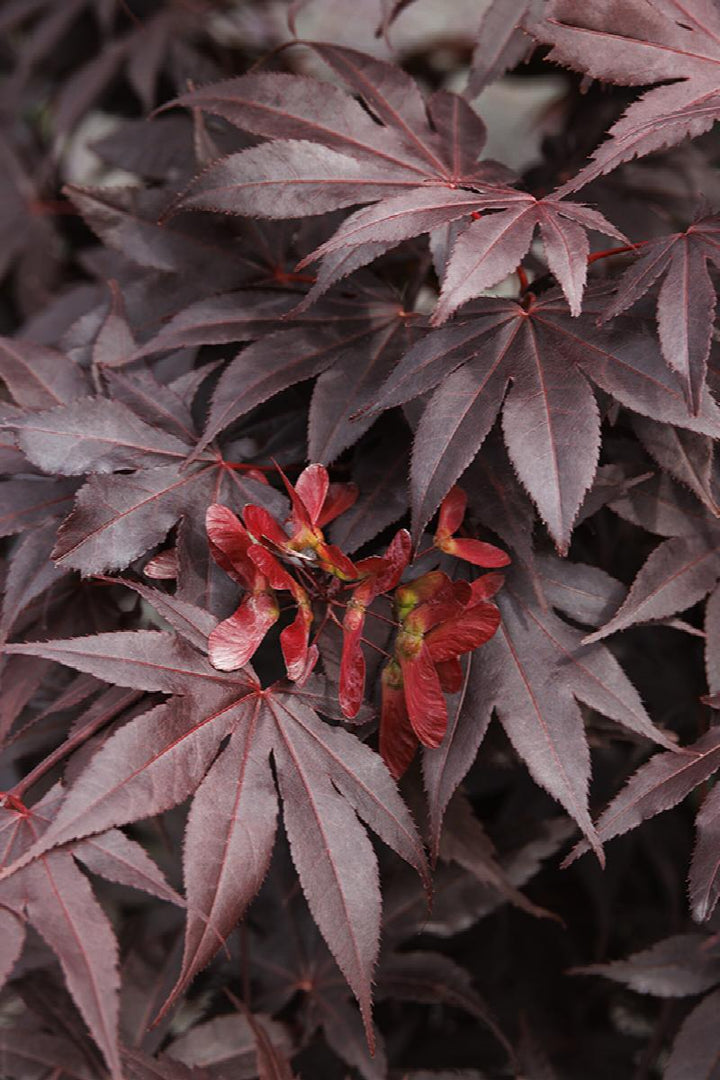 Bloodgood Japanese Maple