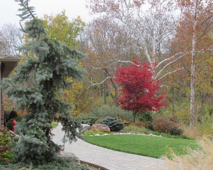 Bloodgood Japanese Maple