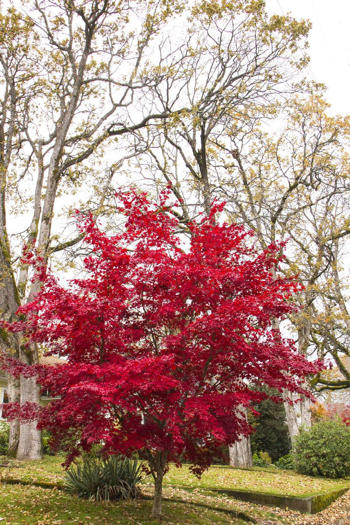 Bloodgood Japanese Maple