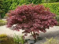 Acer palmatum vars