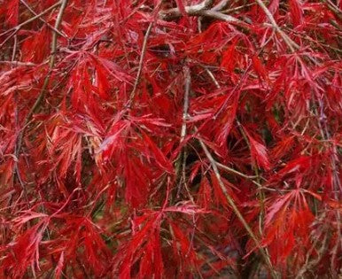 Acer palmatum vars