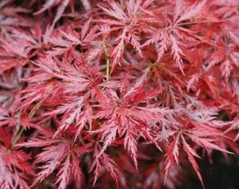 Acer palmatum vars