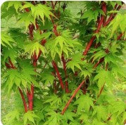 Acer palmatum 'Emperor'