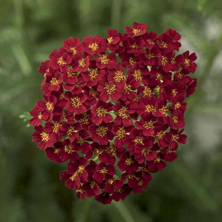 Desert Eve™ Yarrow Vars