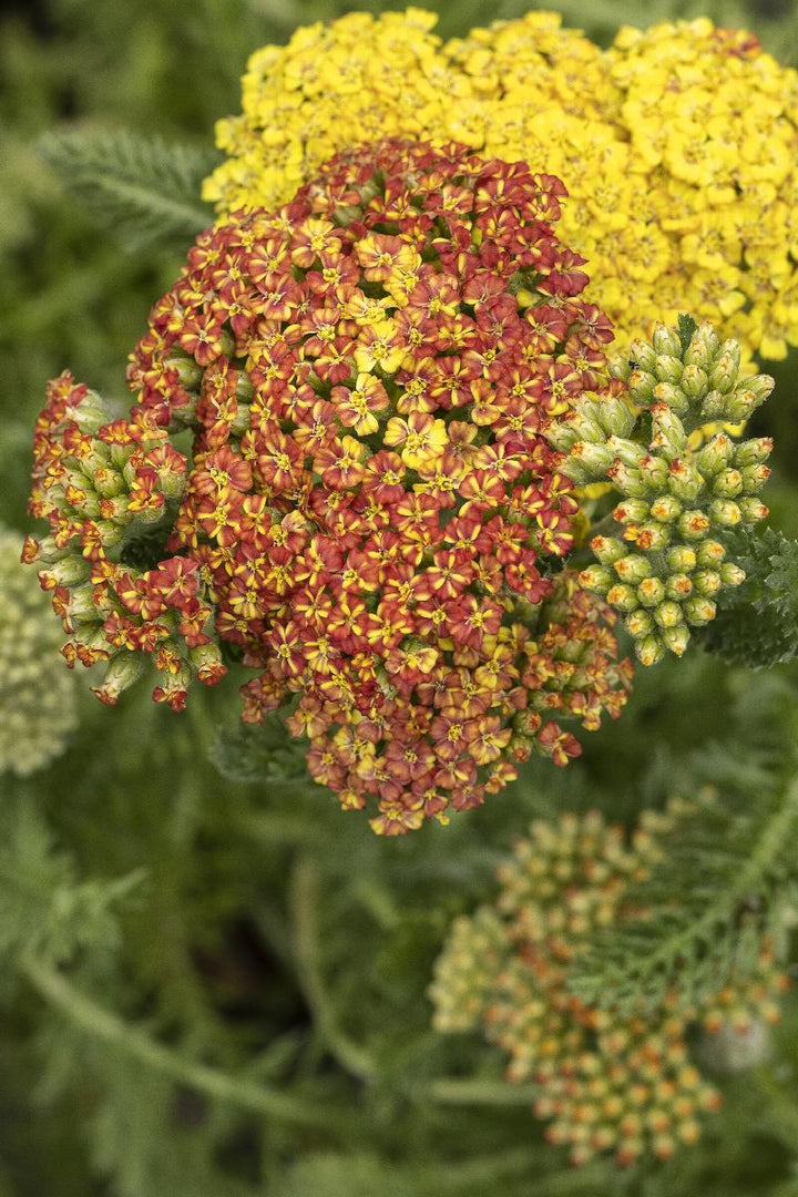 Desert Eve™ Yarrow Vars