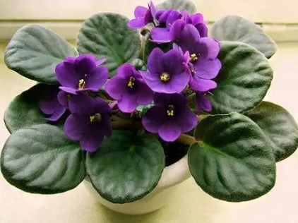 African Violet