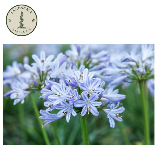 Agapanthus