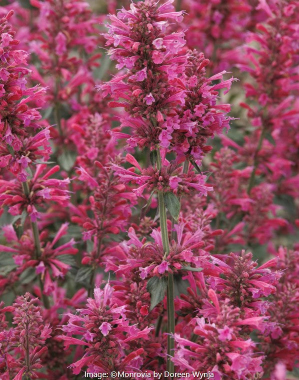 Agastache Vars
