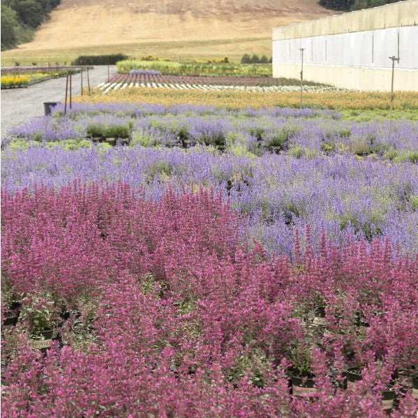 Agastache Vars