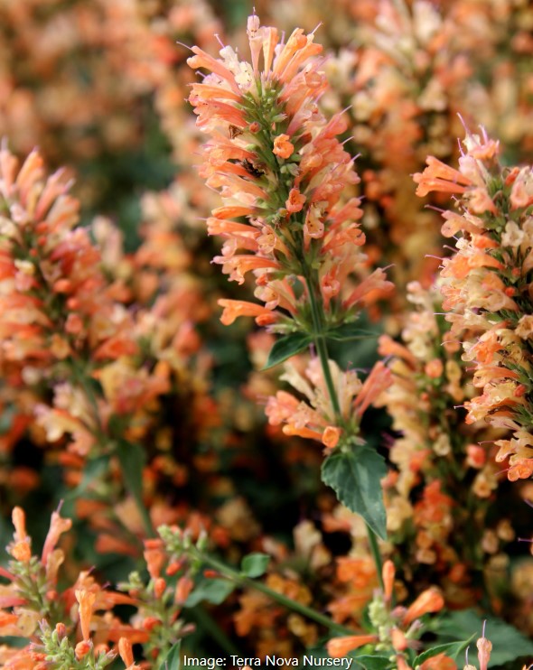 Agastache Vars