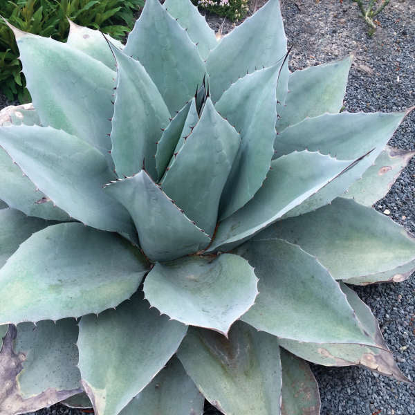 Agave Ovatifolia Frosty Blue