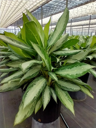 edgy white aglaonema Aglaonema White
