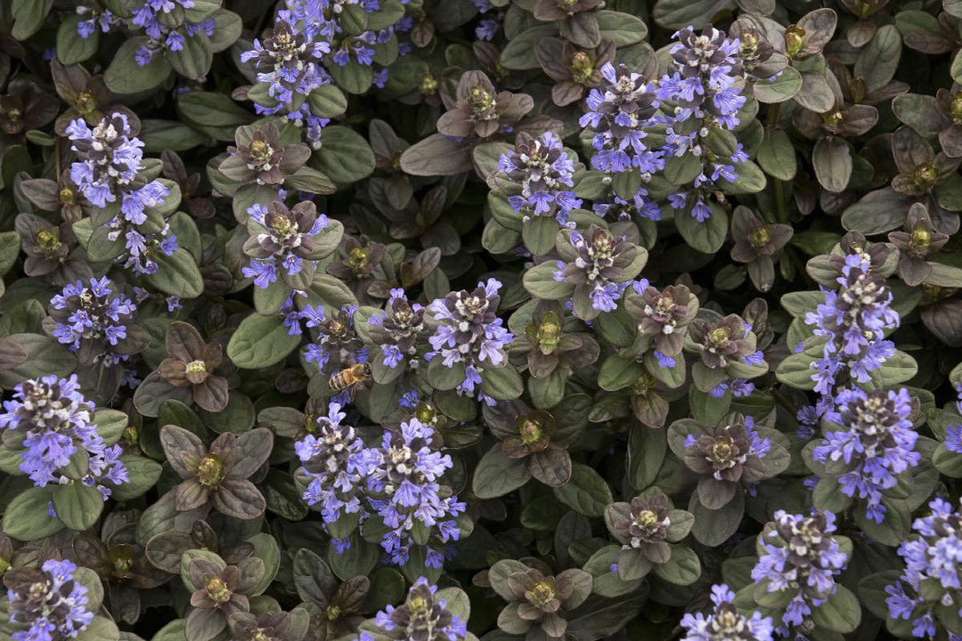 Chocolate Chip Ajuga