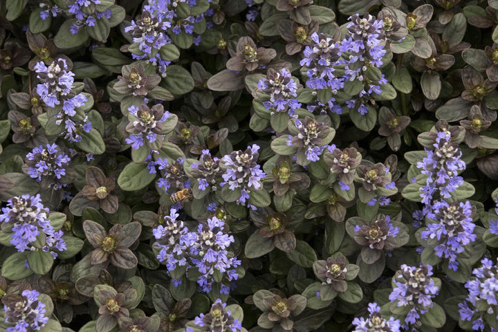 Chocolate Chip Ajuga