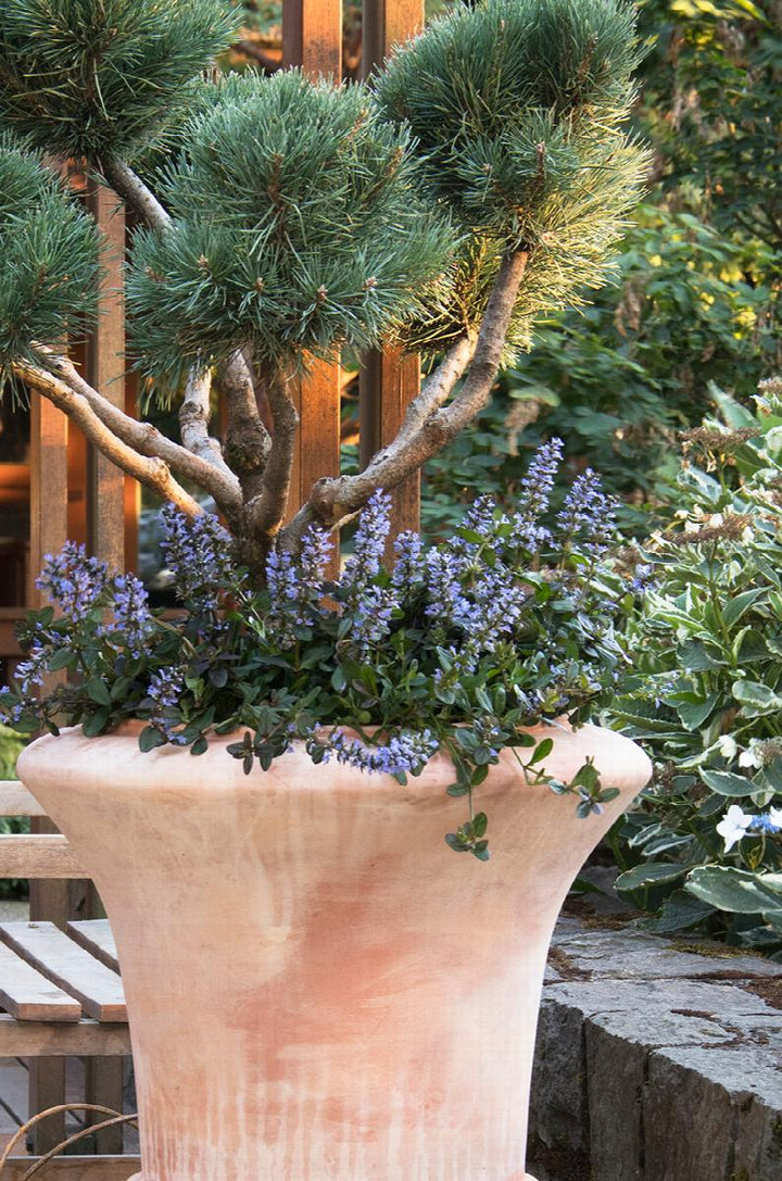 Chocolate Chip Ajuga
