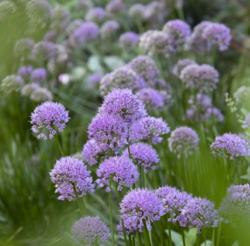 Millenium Ornamental Onion