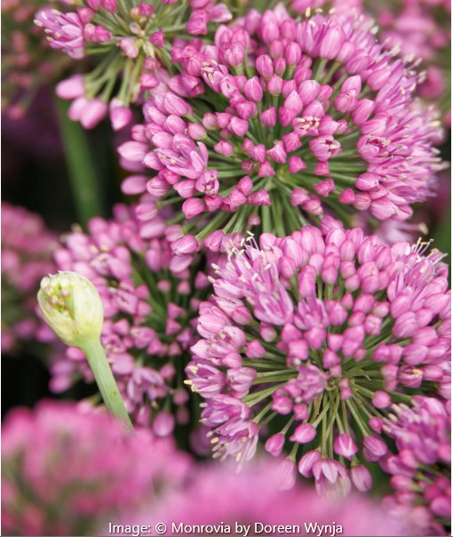 Millenium Ornamental Onion