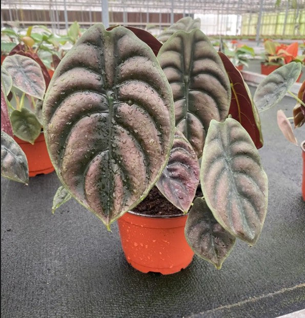 Alocasia Cuprea 'Red Secret'