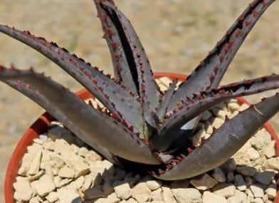 ALOE VERA