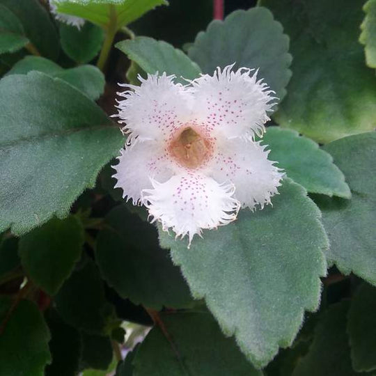 Alsobia Lace Flower Little Red Nursery, LLC