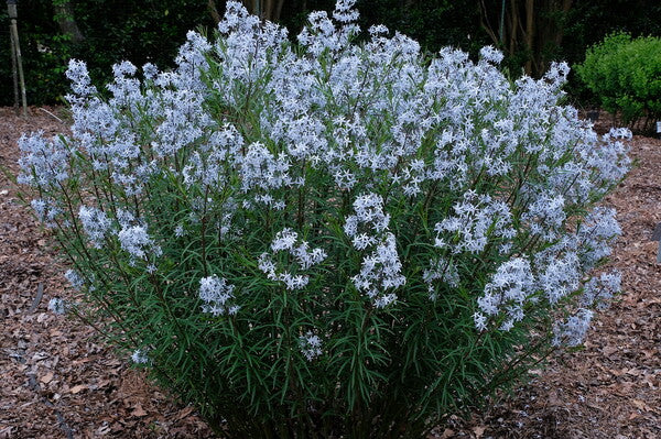 Amsonia