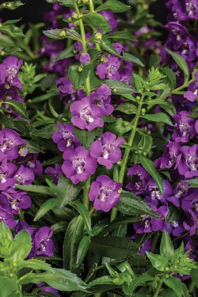 Angelonia