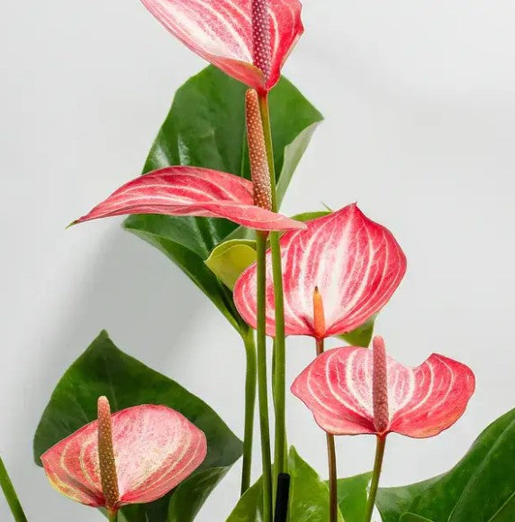 Anthurium Livium Red
