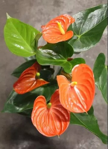 Sierra Anthurium