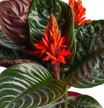 Zebra Plant Aphelandra