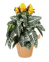 Zebra Plant Aphelandra