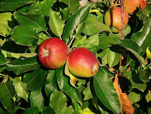 Apple Tree
