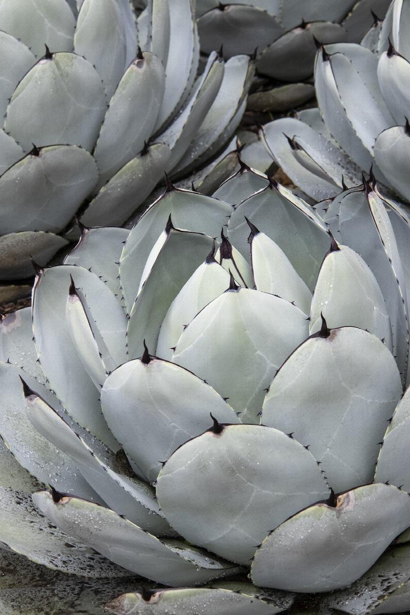 Artichoke Agave