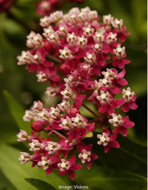 Butterfly Weed  Asclepias