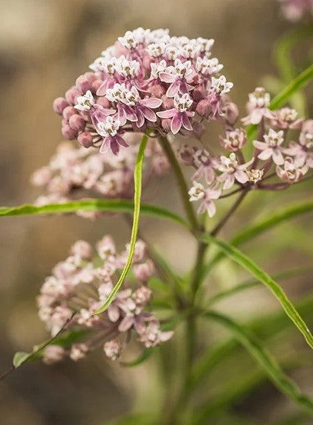 Butterfly Weed  Asclepias