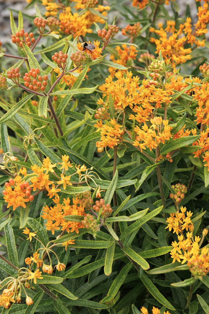 Butterfly Weed  Asclepias
