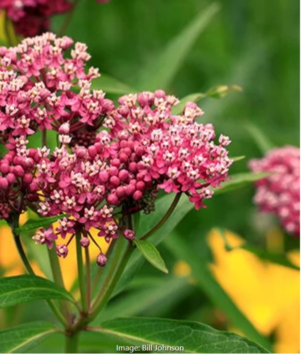 Butterfly Weed  Asclepias