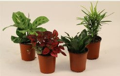 Assorted Tropical Plants