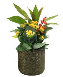 Indoor Garden varieties