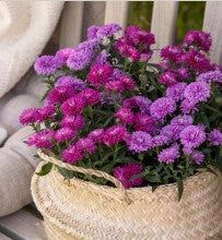 Aster 'Regent'