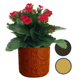 Indoor Garden varieties