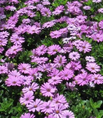 Aster