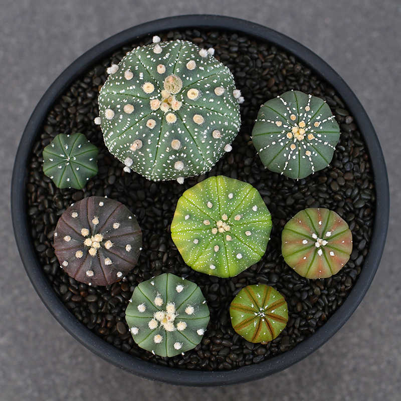 Assorted Astrophytum Asterias