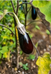 Aubergine Jewel Marble F1 Vegetable Seeds Packet