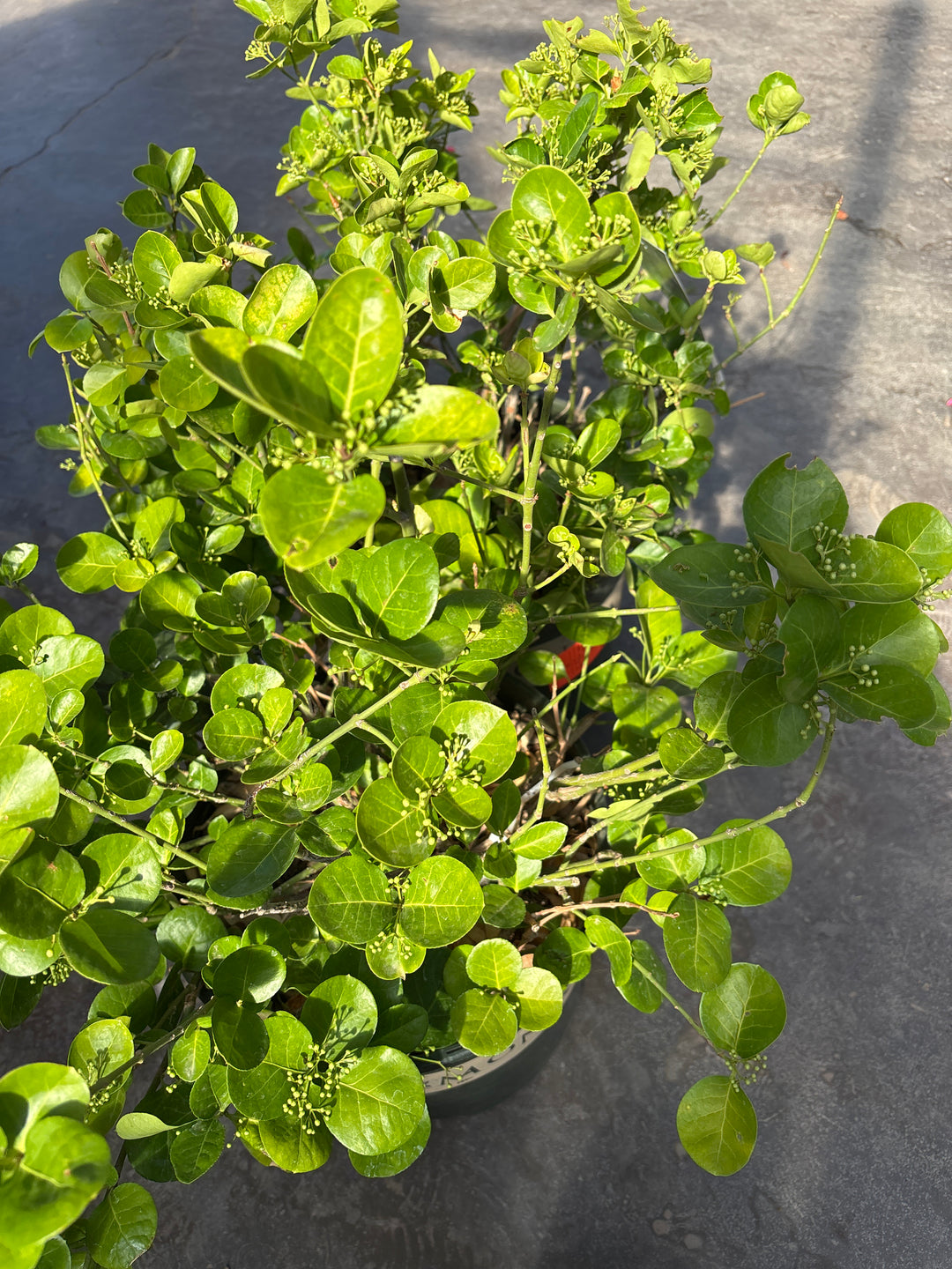 Manhattan Euonymus