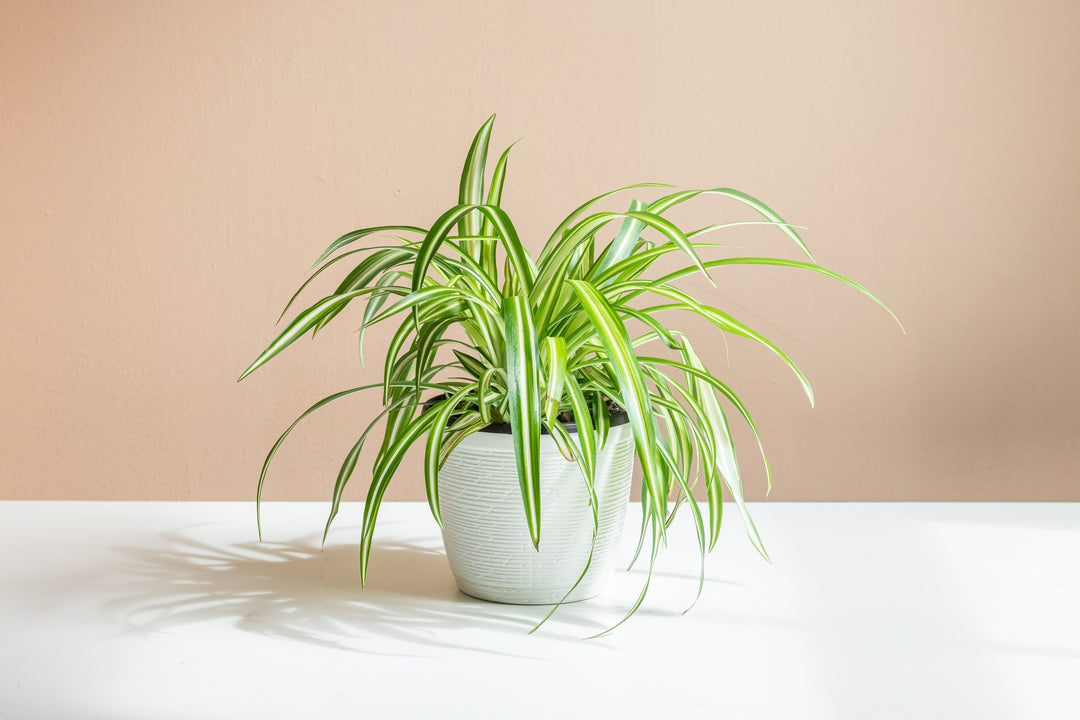 spider plant stem Spider Plant Asst Varieties