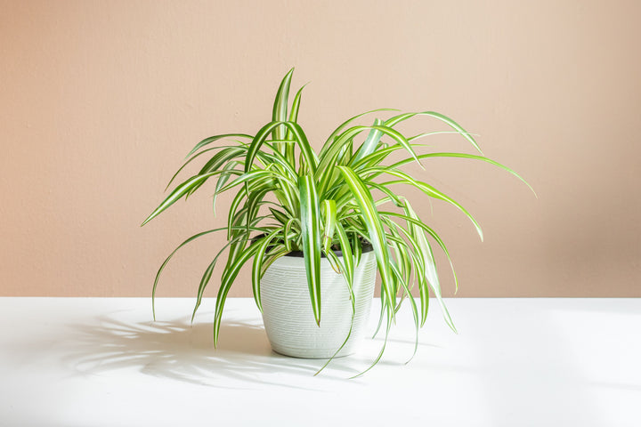 Spider Plant Asst Varieties