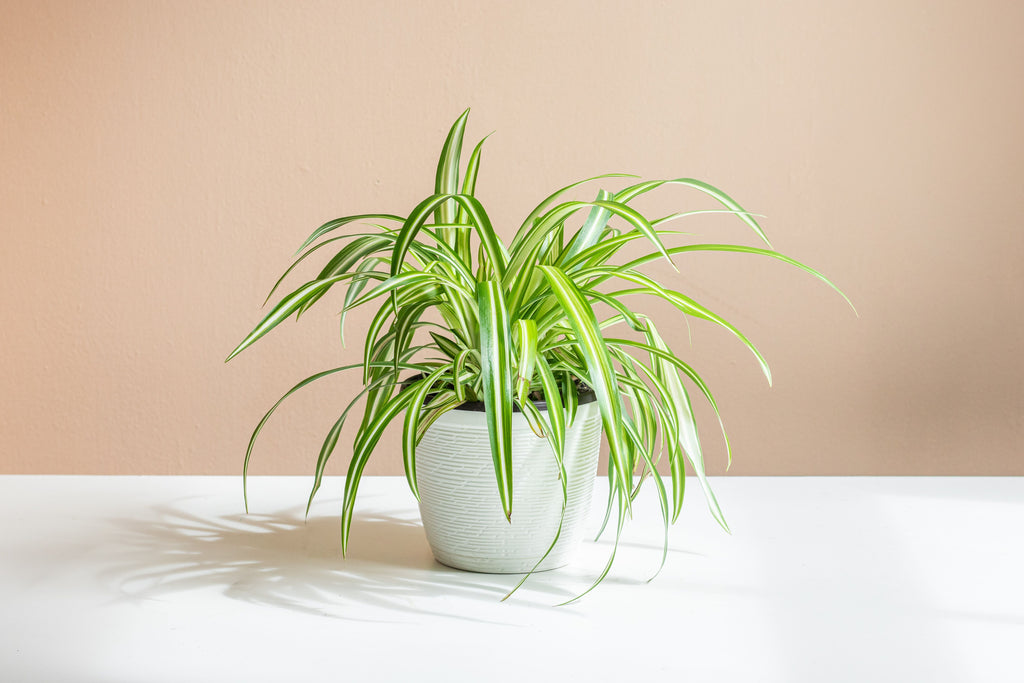 spider plant colors Spider Plant Asst Varieties
