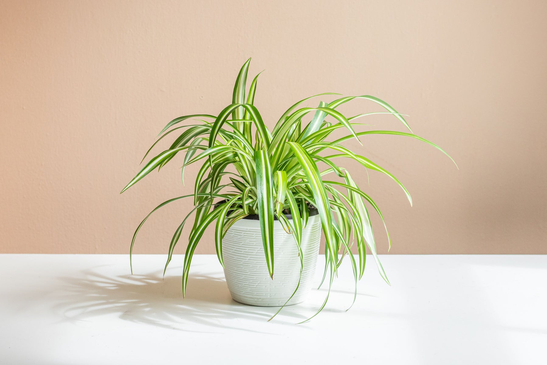 anti spider plants Spider Plant Asst Varieties