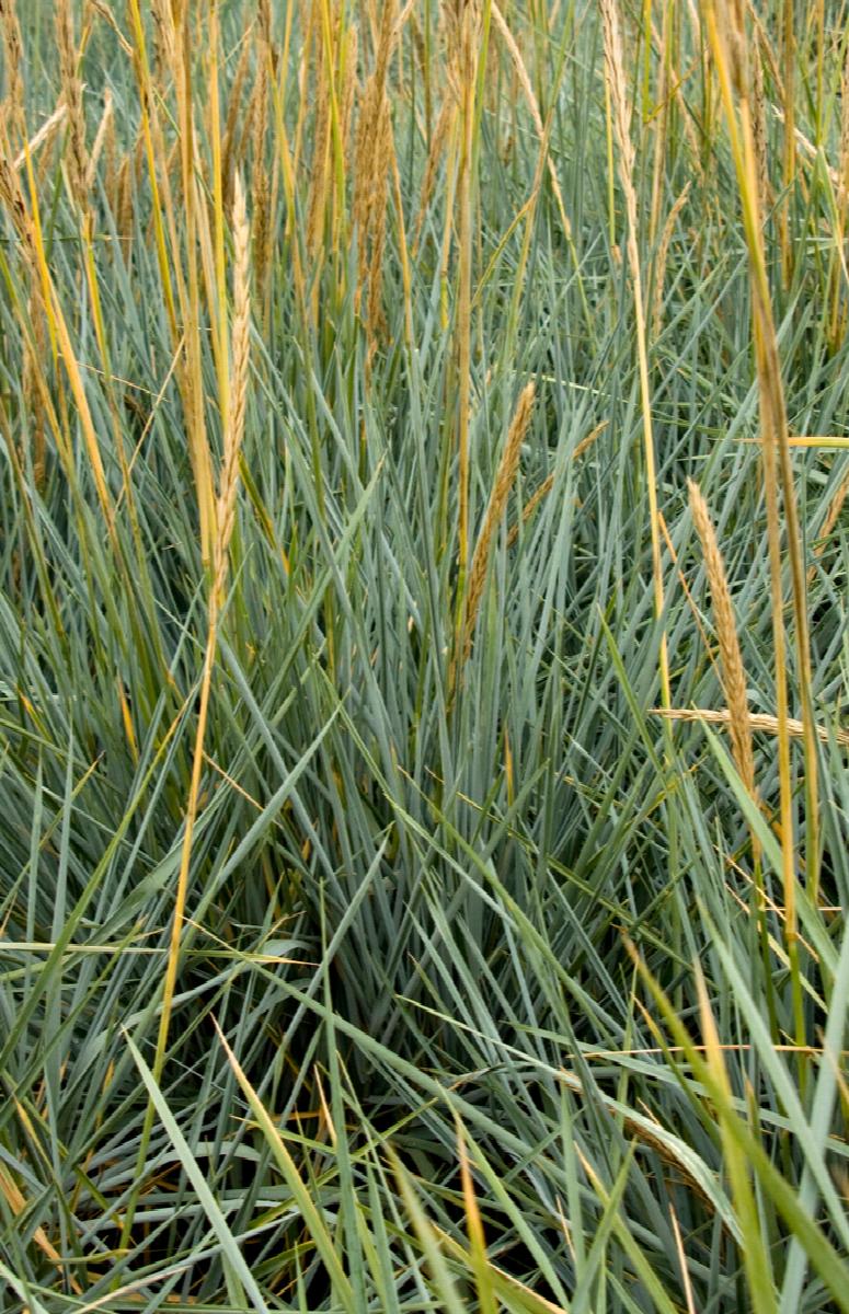 Blue Dune Lyme Grass